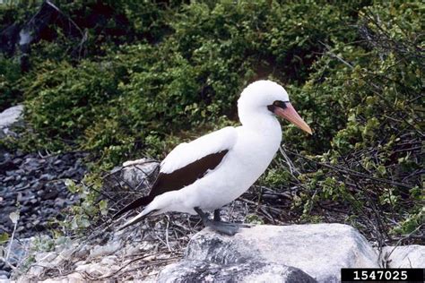 Masked Booby .